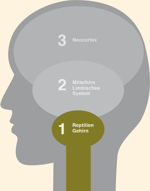 Das dreigeteilte Gehirn: 1. Reptiliengehirn