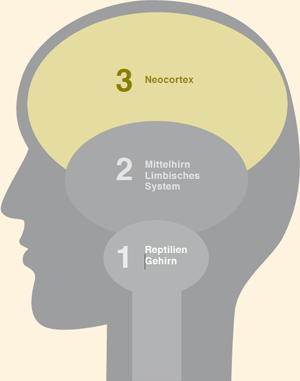 Das dreigeteilte Gehirn: 3. Entwickeltes Säugerhirn