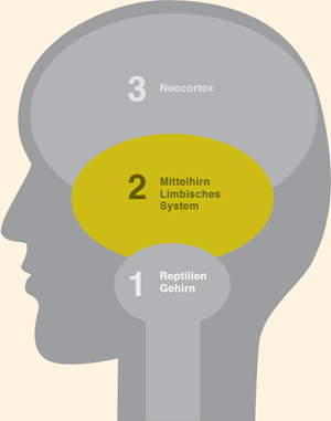 Das dreigeteilte Gehirn: 2. Primitives Säugerhirn